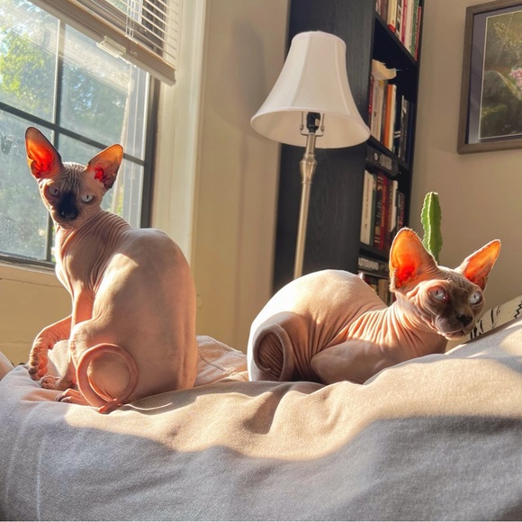 Meet your Posher, Madeline - Picture 2 of 2